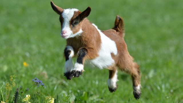¿El zoológico Zoochilpan de Chilpancingo cocinó a cabras pigmeas como barbacoa?