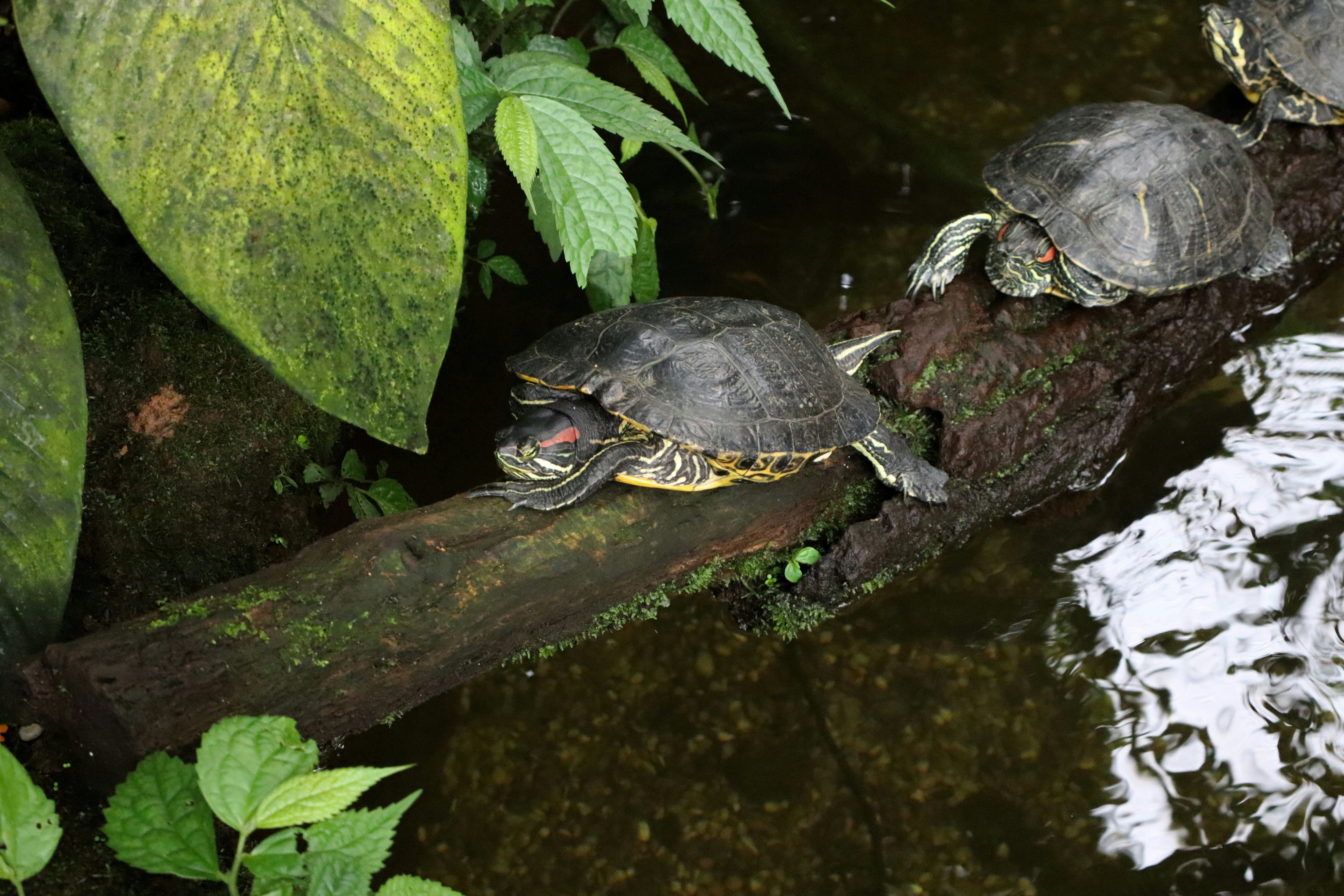 Tortugas