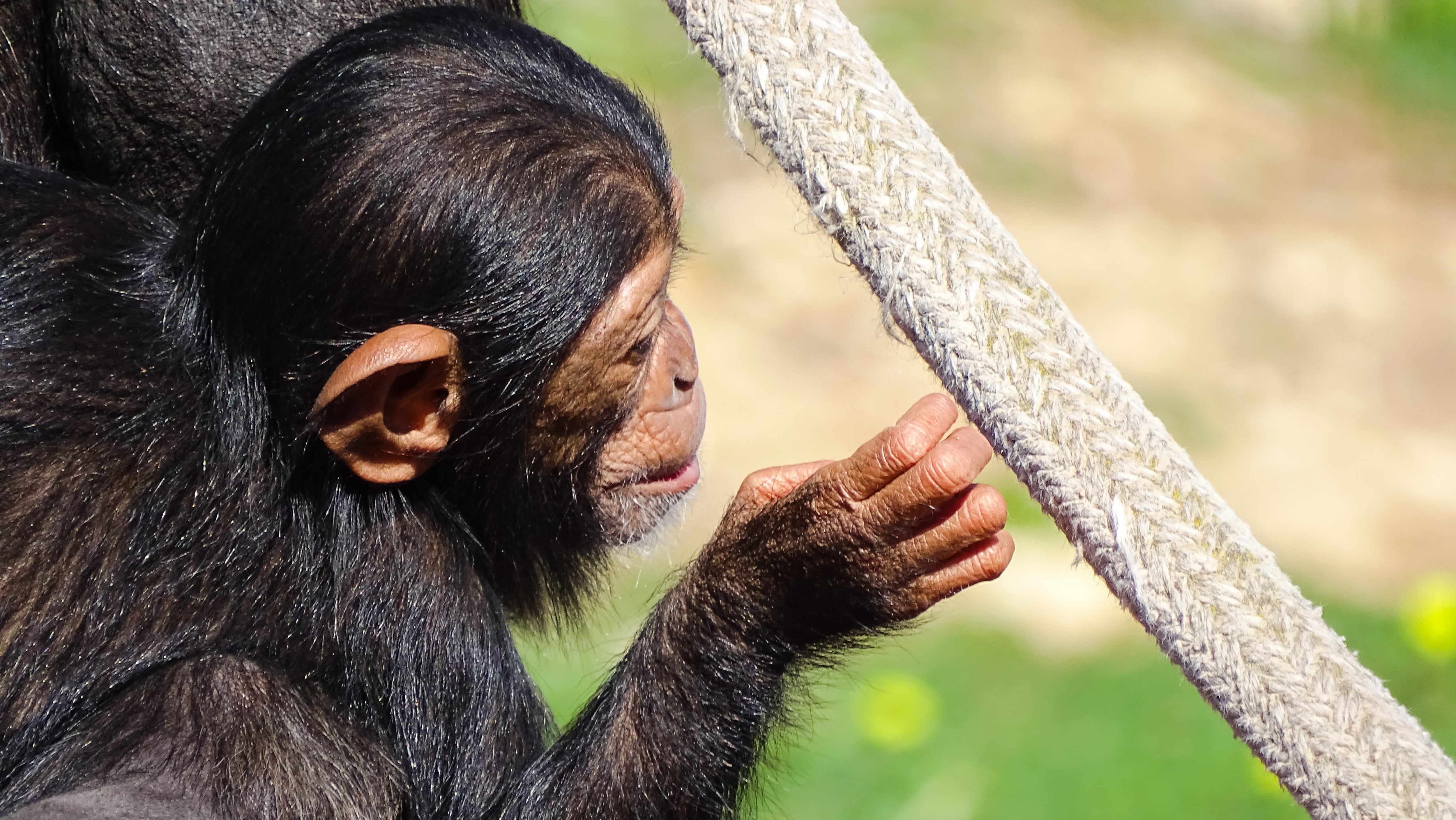 Chimpancés