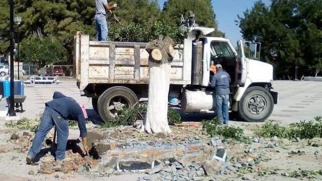 Denuncian tala ilegal de árboles en Parras, Coahuila para concierto de Los Ángeles Azules