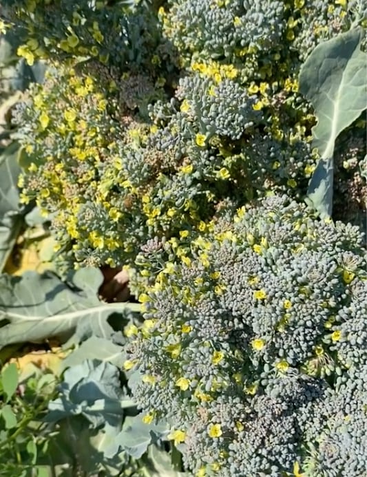 ¿El brócoli florecido es apto para consumo?