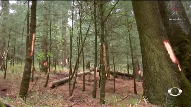 En Cuajimalpa, dañan árboles para invadir terrenos