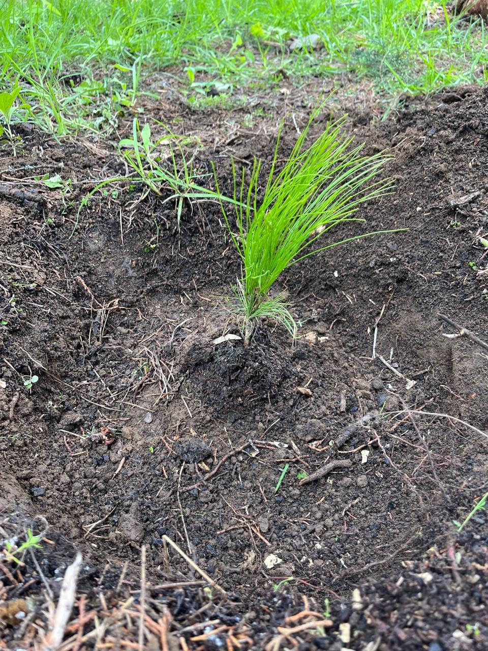 Así arrancó la reforestación 2026 en Santa Rita Tlahuapan