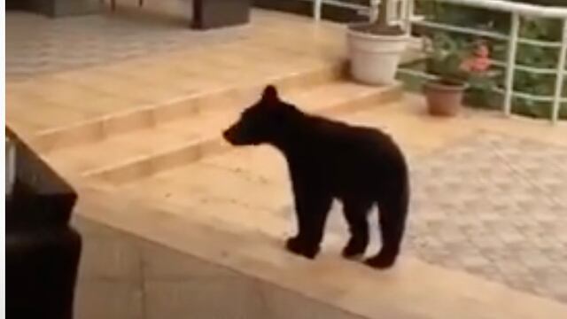 Un oso en San Pedro.