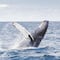VIDEO: Pierde celular en el mar e increíble ballena se lo devuelve