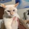 Gato criado con perros aprendió a ladrar (VIDEO)