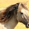 ¿Qué es la encefalitis equina del oeste? Van dos muertos en Argentina por esta rara enfermedad