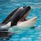 ¿Qué tan asesinas son las orcas? 17 tiburones fueron las víctimas