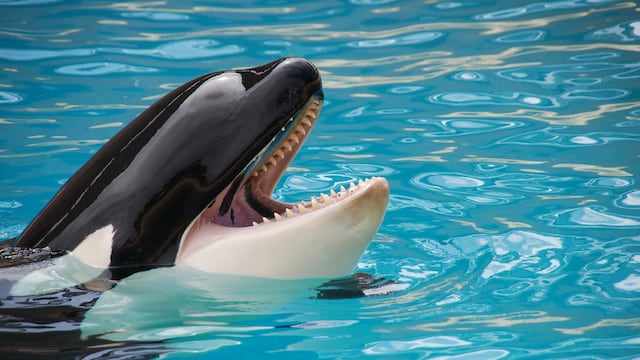 Orca