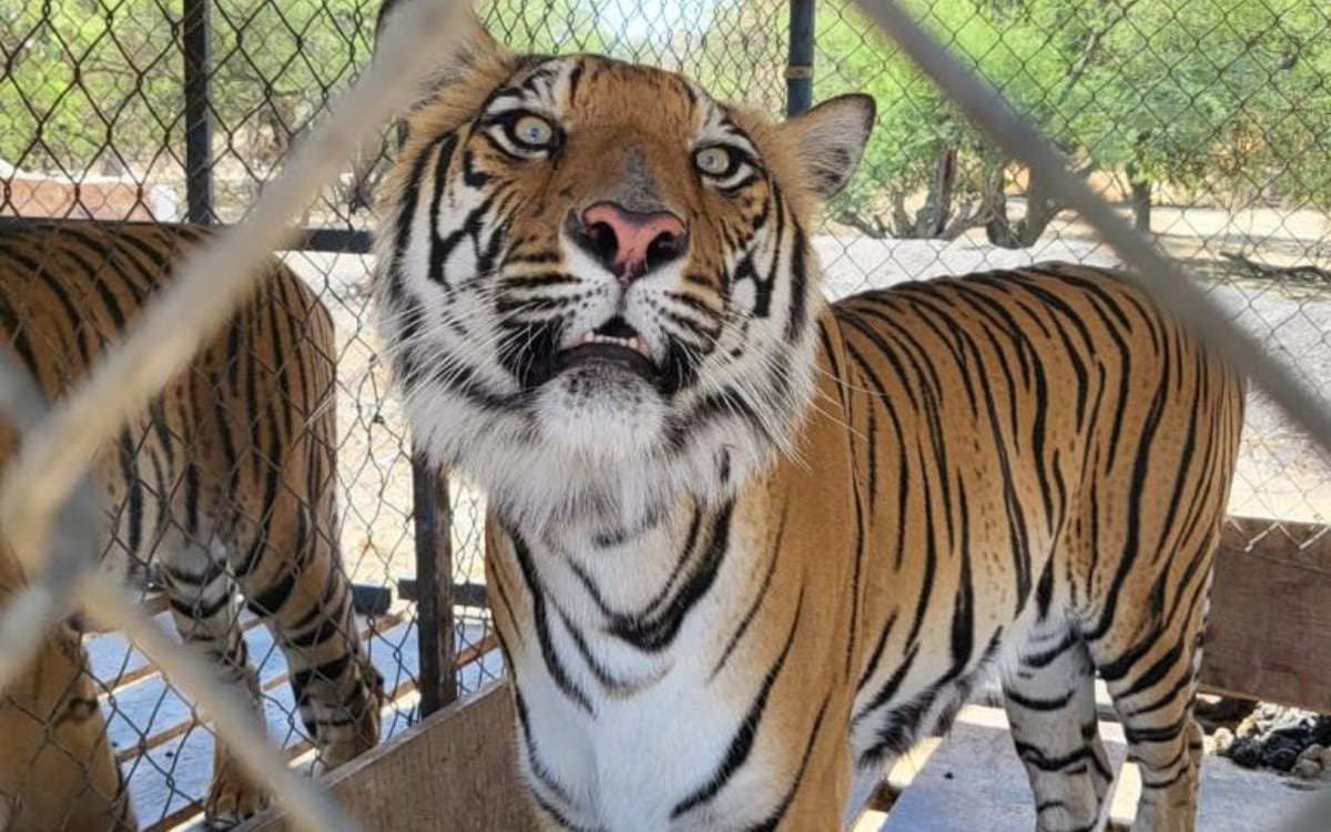 En La Barca, FGR realiza cateo, asegura 56 animales silvestres.