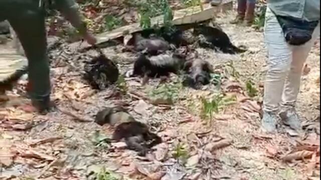 El calor no perdona y esta especie de mono está muriendo por las altas temperaturas