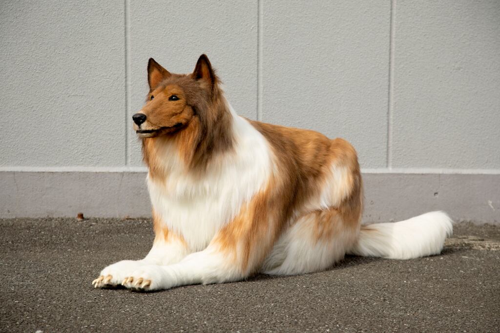 Hombre logra convertirse en perro