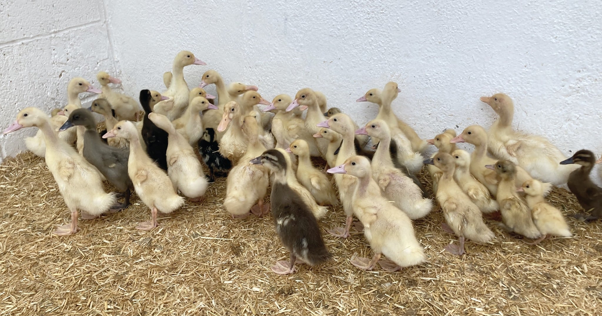 Patos abandonados
