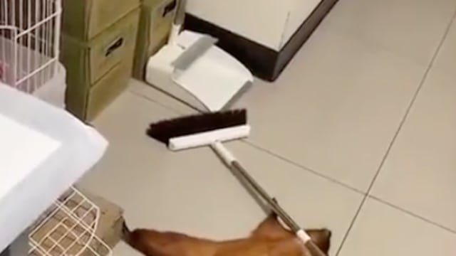 Ardilla se hace la loca