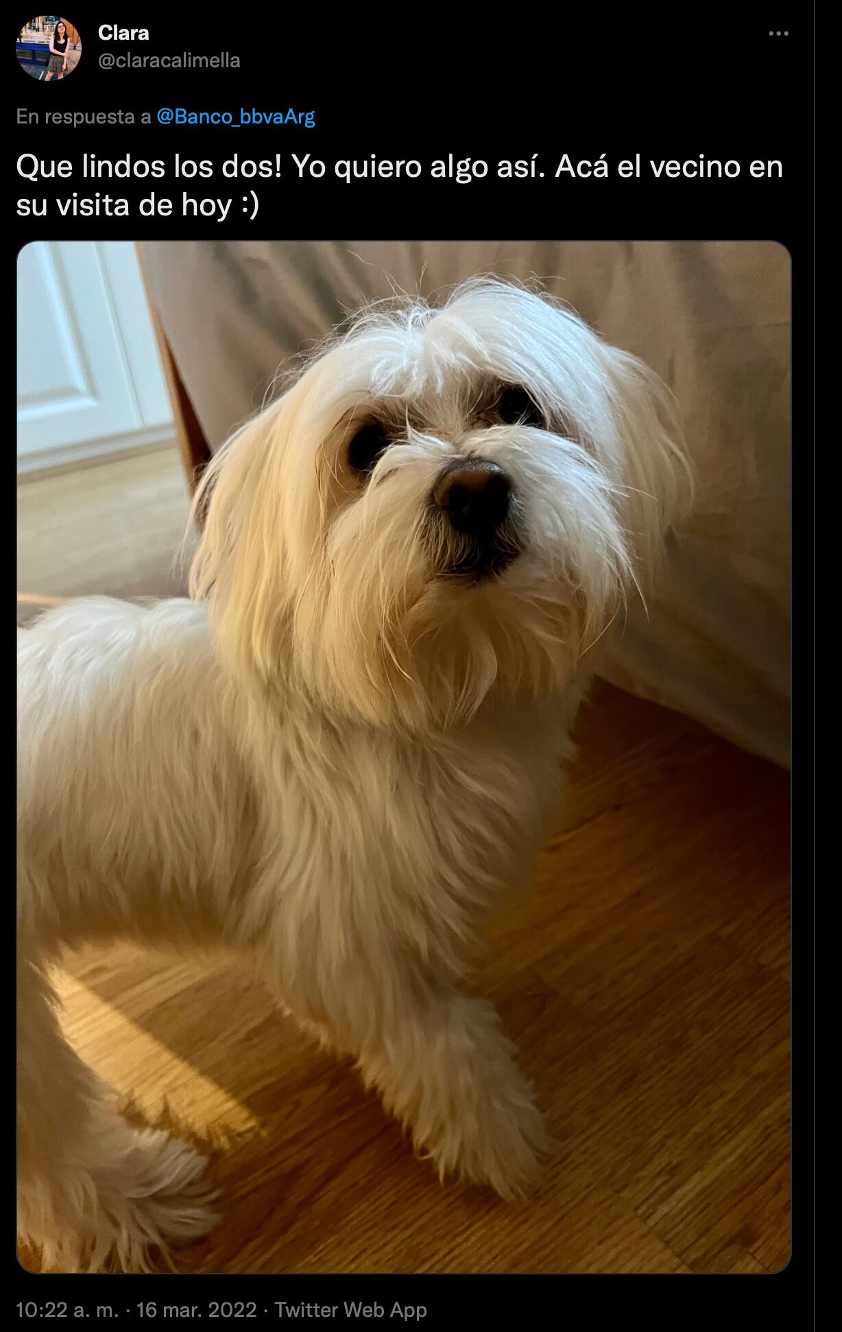 Le propone a su vecina cuidarle a su perrito mientras no está en casa