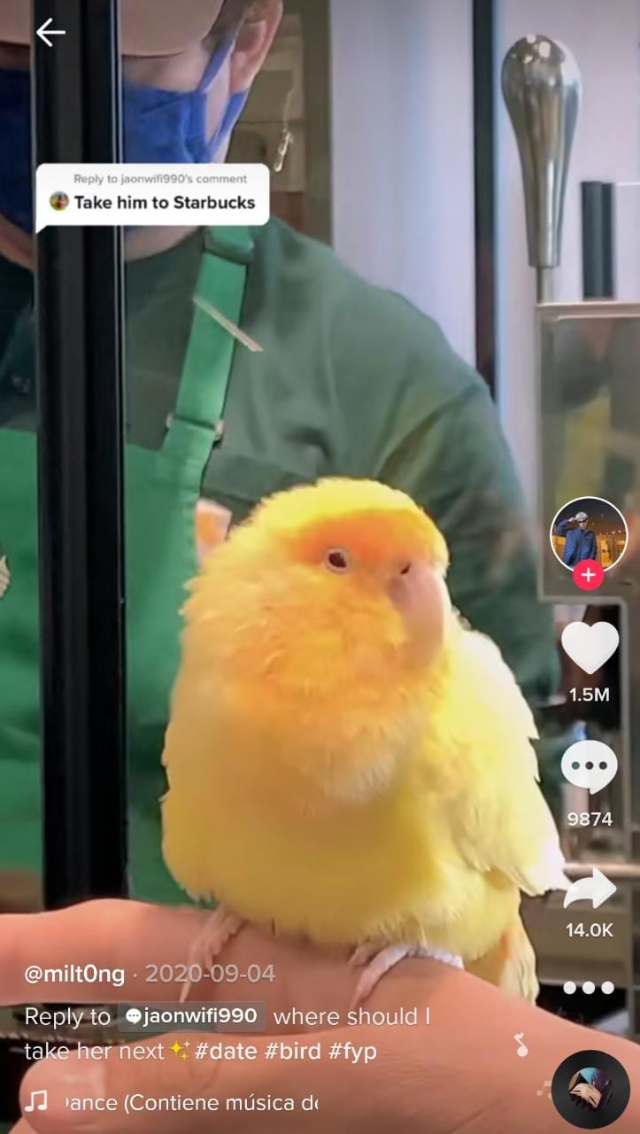 Joven lleva a su periquita a Starbucks