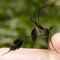 Sabethes, el mosquito más bello del mundo
