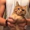 VIDEO: Gatito baila en TikTok y se vuelve el influencer más cool