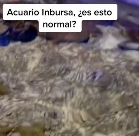 Maltrato animal en acuario