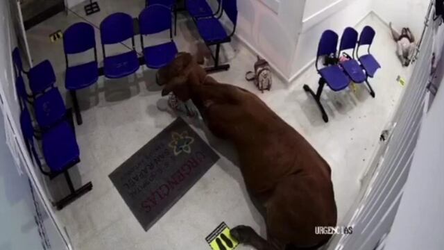 Vaca entra a hospital de Colombia