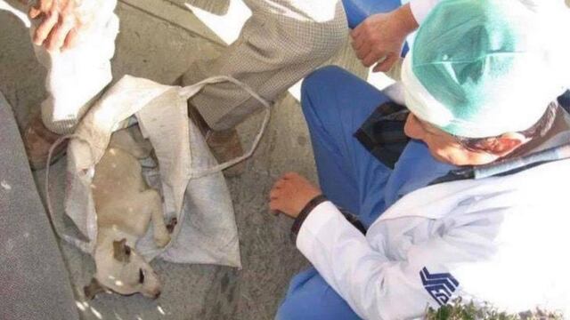 ANCIANO LLEVA A SU PERRO AL HOSPITAL