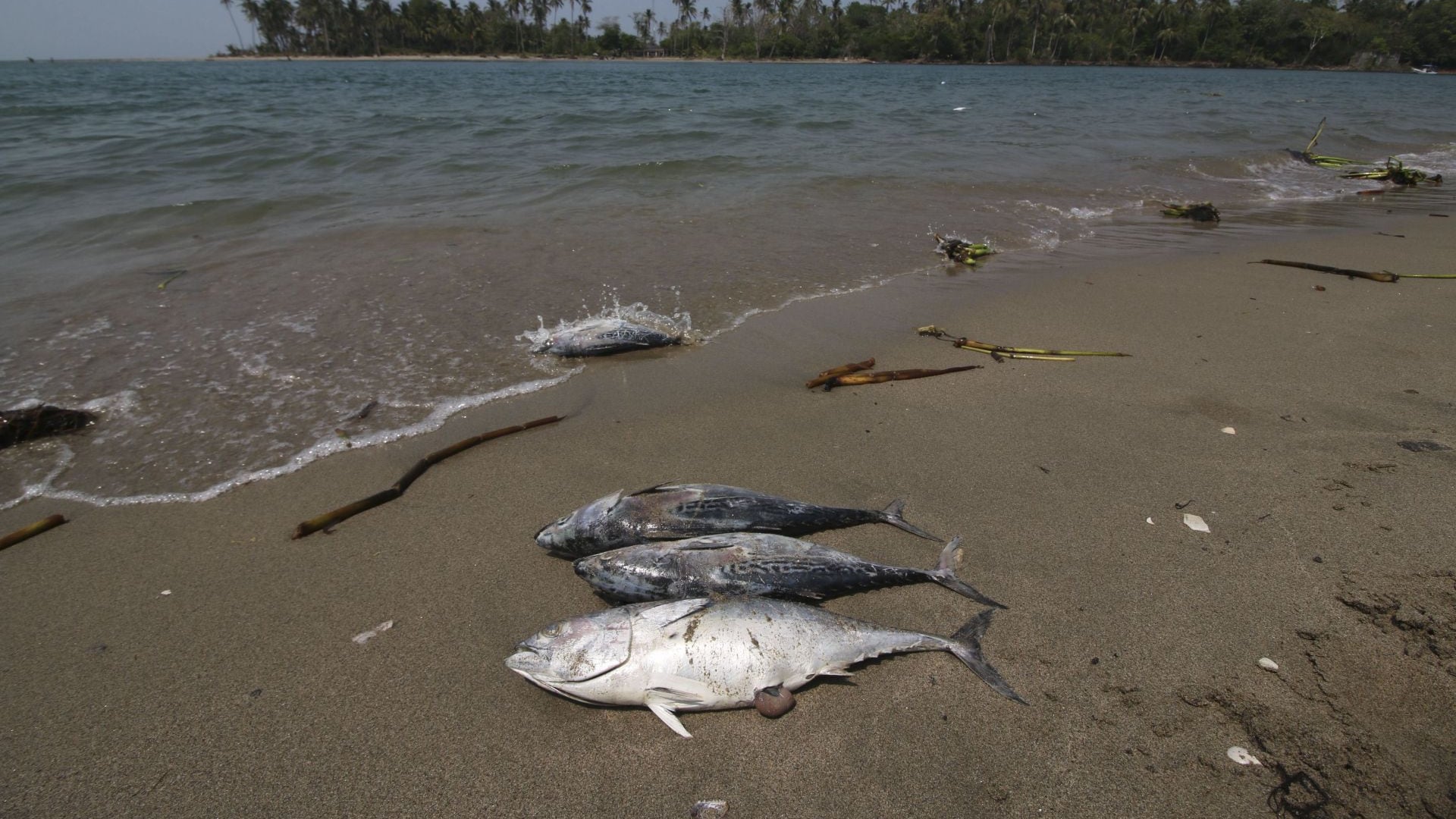 Derrame de crudo en Tabasco: Mueren cientos de peces por accidente de Pemex en Dos Bocas