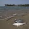 Derrame de crudo en Tabasco: Mueren cientos de peces por accidente de Pemex en Dos Bocas