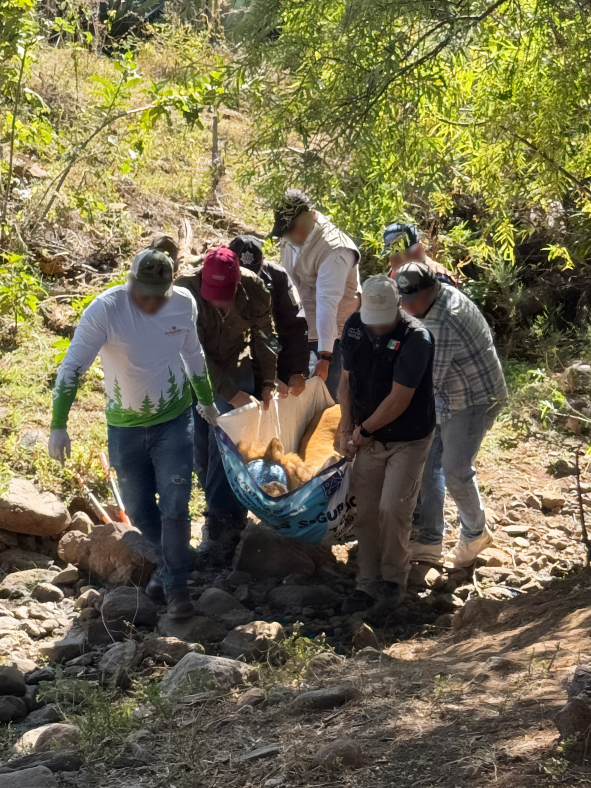 Profepa rescata a león amarrado a un árbol