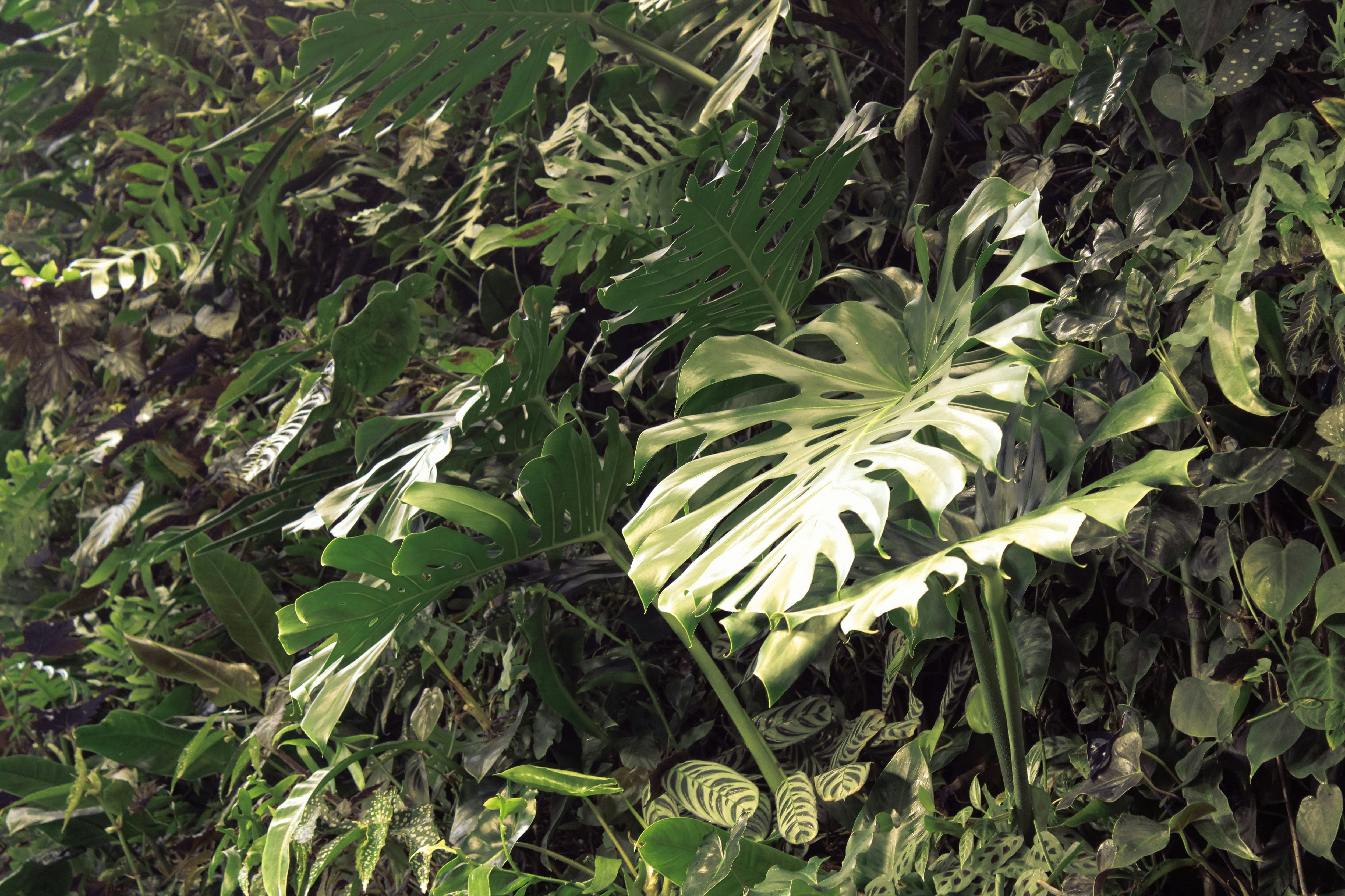 Plantas