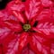 ¿Cómo comprar y cuidar una flor de Nochebuena?
