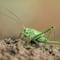 ¿Qué significa soñar con chapulines? El significado de los insectos te habla de un cambio en tu vida