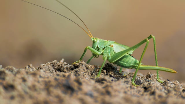 ¿Qué significa soñar con chapulines?