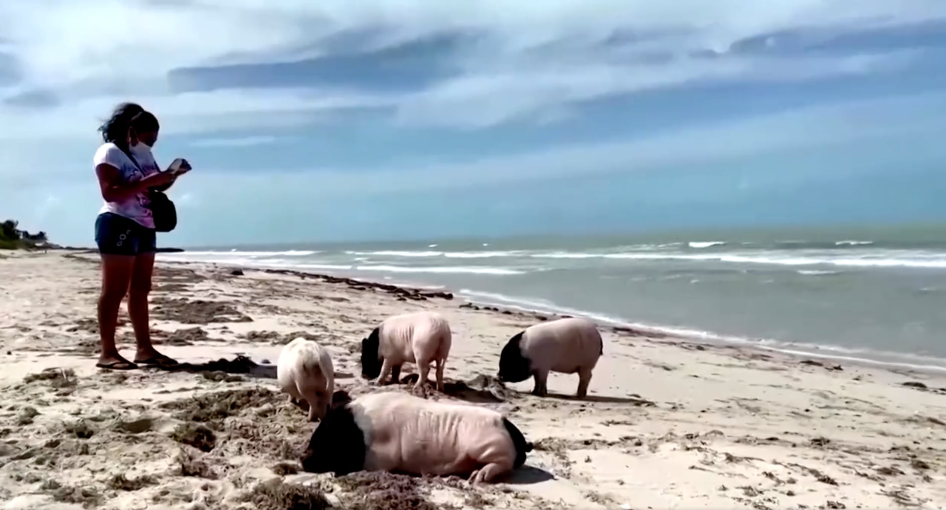 Pig Beach