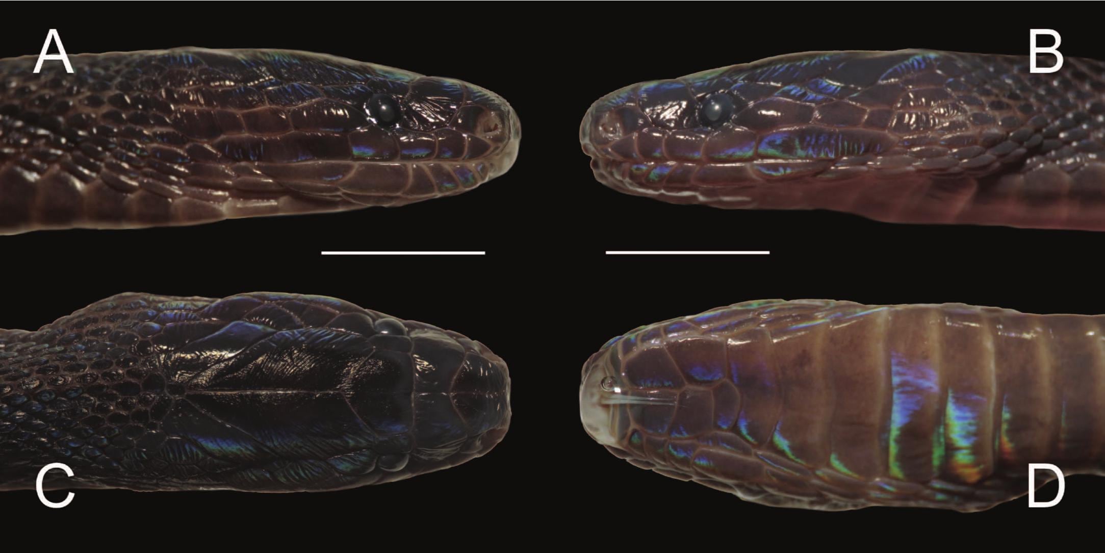 Achalinus zugorum