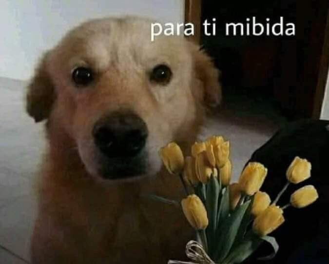 Memes de San Valentín para enviarle a tu pareja