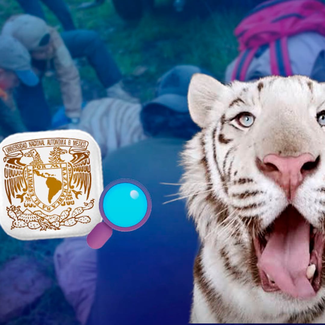UNAM investigará la causa de muerte de Kenzo con una necropsia al tigre de Bengala