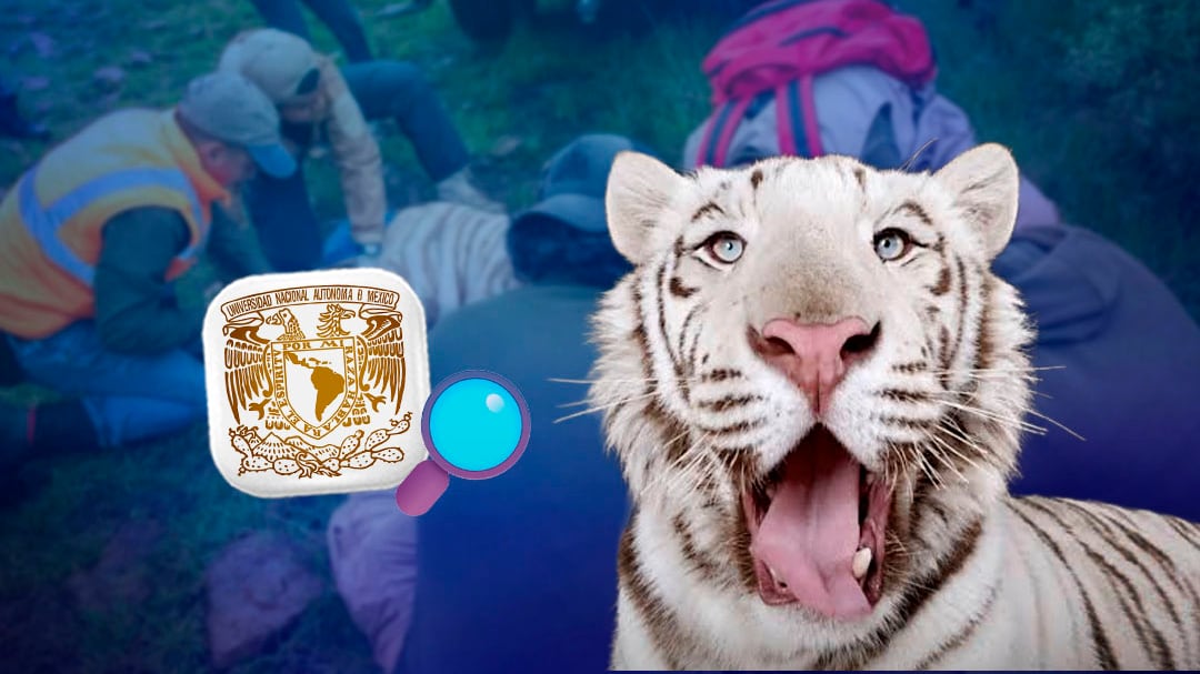 UNAM investigará la causa de muerte de Kenzo con una necropsia al tigre de Bengala