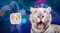 UNAM investigará la causa de muerte de Kenzo con una necropsia al tigre de Bengala