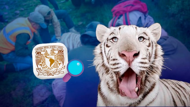 UNAM investigará la causa de muerte de Kenzo con una necropsia al tigre de Bengala