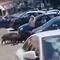 Jabalíes roban a mujer sus compras del supermercado (VIDEO)