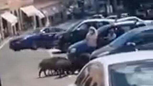 En Italia, una mujer fue 'asaltada' por una manada de jabalíes