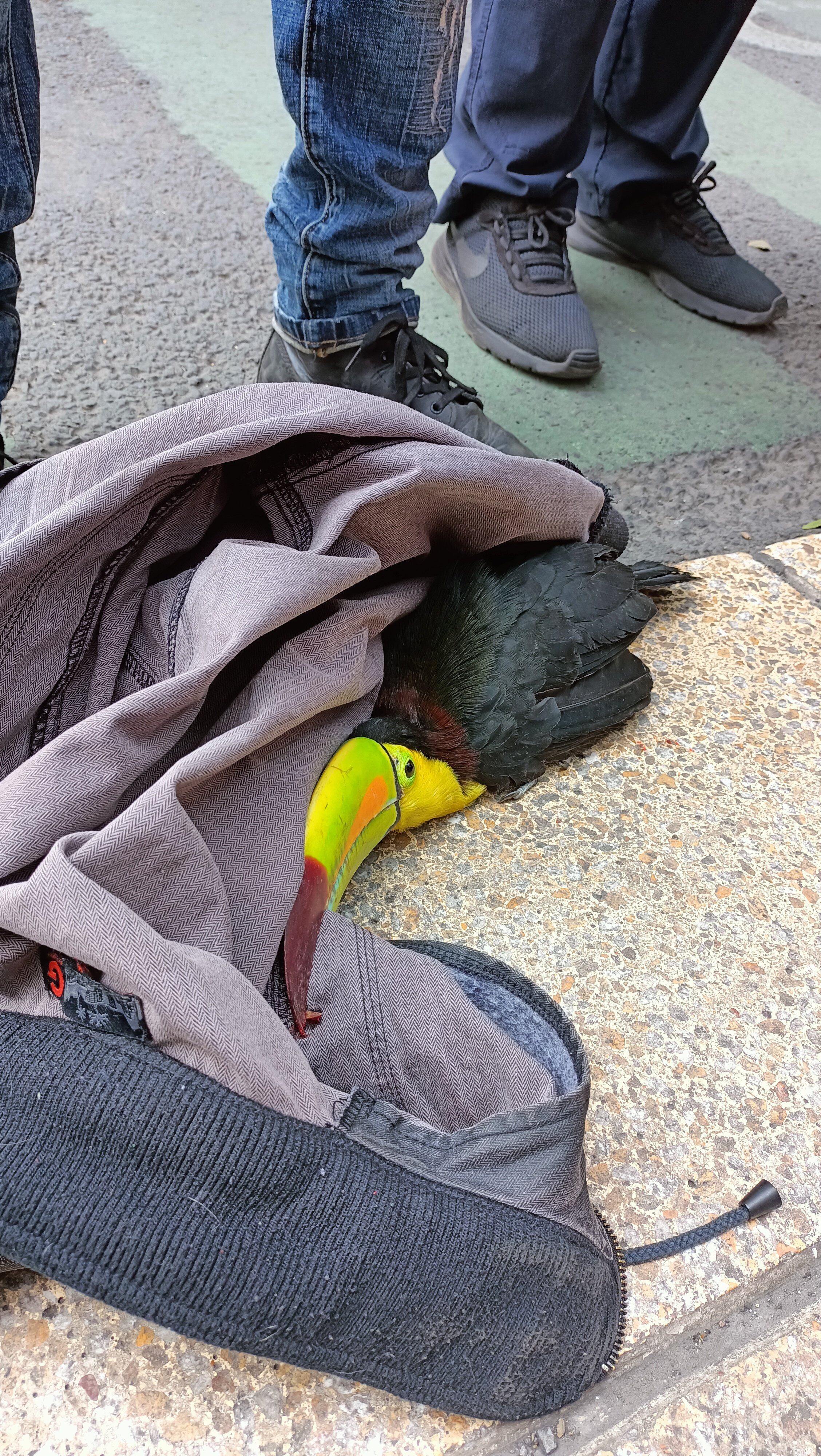 Tucán encontrado en Paseo de la Reforma