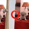 El aterrador detalle de un video en TikTok que le quitó lo lindo a este perrito