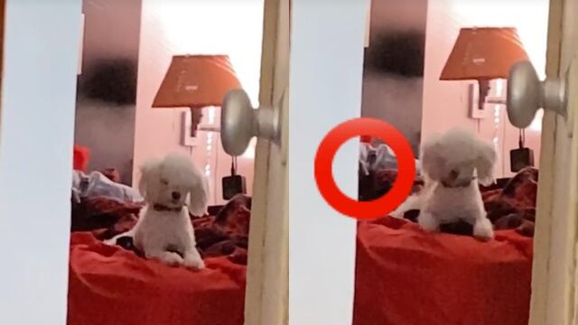 aterrador detalle en TikTok de perrito