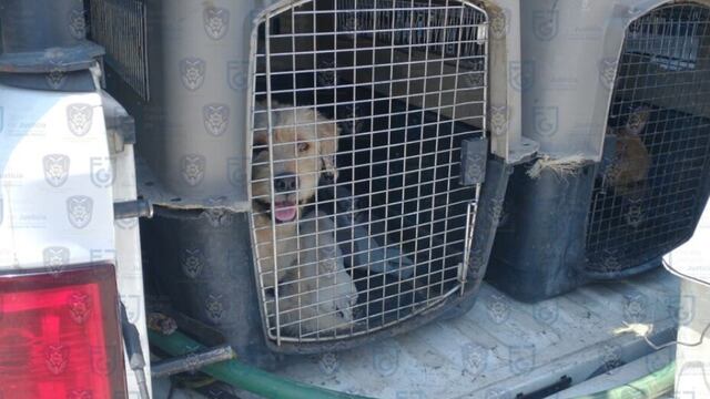 Perrito rescatado en CDMX