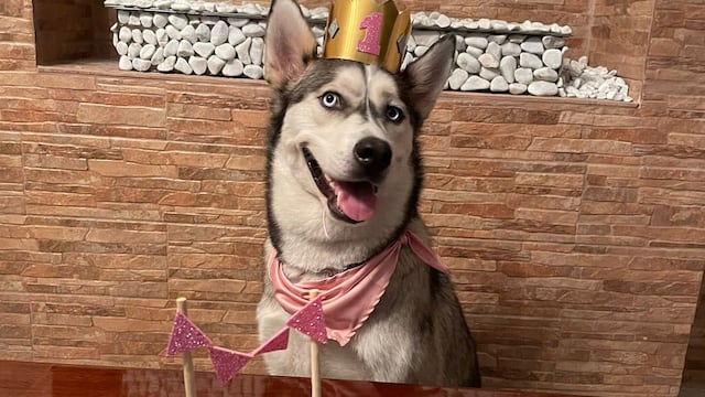 Perrito feliz y saludable un año después de ser adoptado