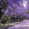 ¿Cuándo florece el árbol de jacaranda? En 2023 fue antes de la primavera y esto es una alerta sobre el cambio climático