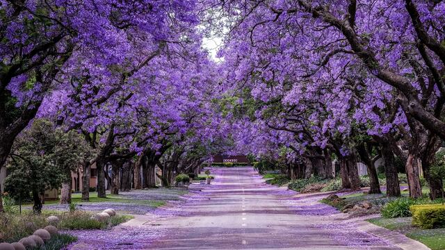 ¿Cuándo florece el árbol de jacaranda? En 2023 fue antes de la primavera y esto es una alerta sobre el cambio climático