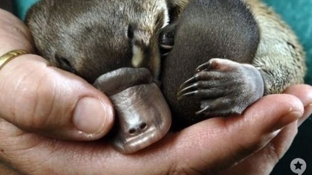 El curioso ciclo de reproducción de algunas especies.