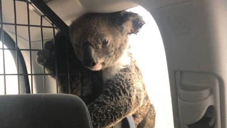 La koala sufrió quemaduras, pero logró mantener a salvo a su cría.